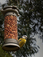 Blue tit perched on a hanging peanut bird feeder in a garden, feeding against a softly blurred natural background. © Constantin