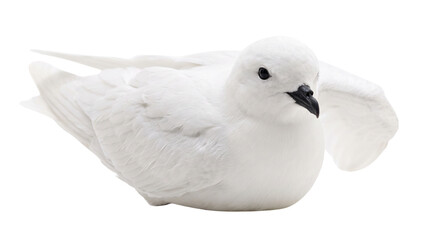 Fototapeta premium Snow petrel bird isolated on white background, pure white arctic seabird with black beak, antarctic wildlife photography for nature design