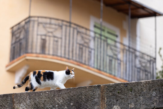 A calico cat walks along a stone wall in front of a balcony with iron railings.