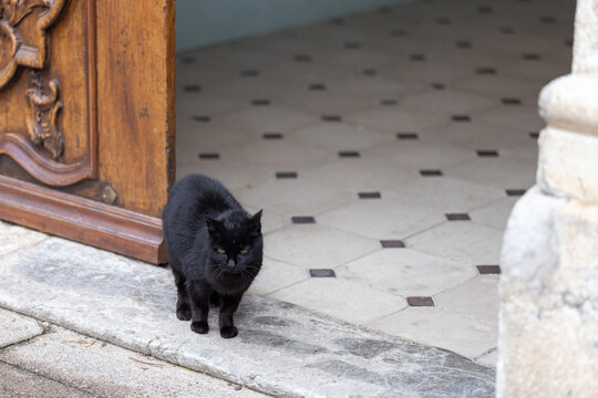 A black cat walks on a patterned tiled floor inside Entrevaux Cathedral.
