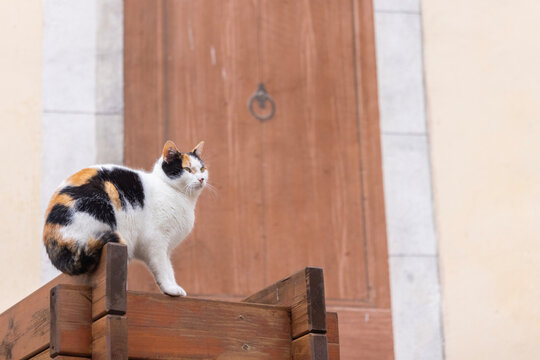 A calico cat stands on a wooden structure in front of a large wooden door.