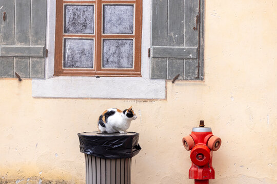 Calico Cat on Trash Can in Entrevaux