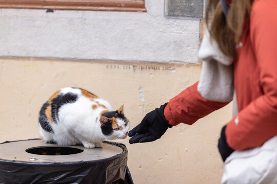 Calico Cat on Trash Can in Entrevaux