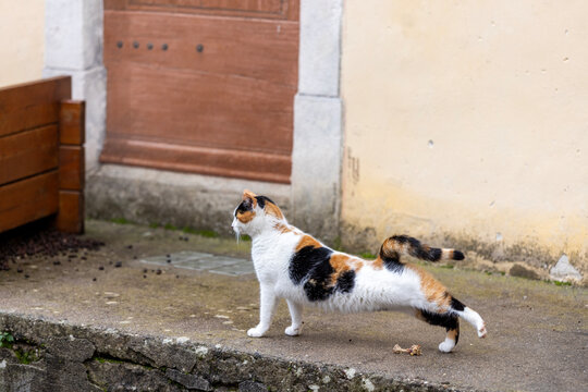 A calico cat stretches on a concrete ledge in front of a wooden door and wall.