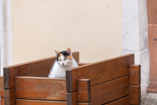 A calico cat sits on a wooden box below a street lamp in an old town alley.