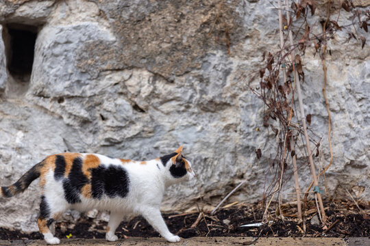 A calico cat walks on a cobblestone path in front of a rough stone wall.