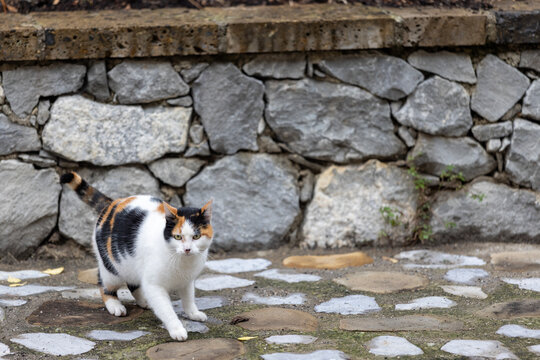 A calico cat walks on a cobblestone path in front of a rough stone wall.