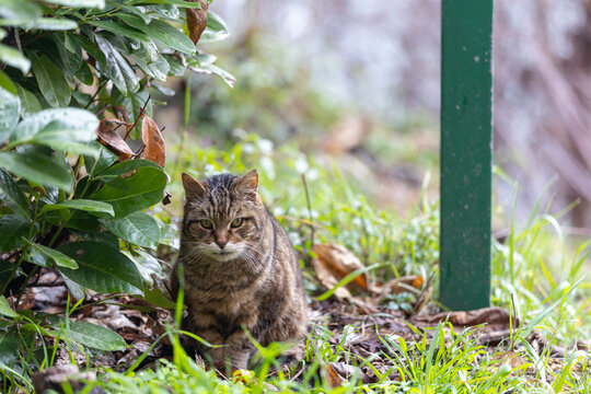 Tabby Cat Resting in Entrevaux Garden
