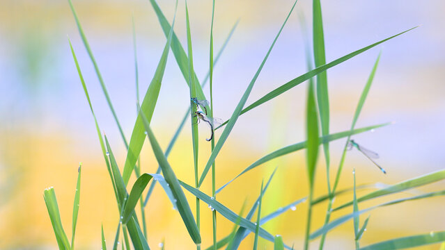 Mating wheel of blue-tailed damselflies on common reed with another male perched in the blurry background at the edge of a pond, in Indre-et-Loire, France. Ischnura elegans, Phragmites australis,