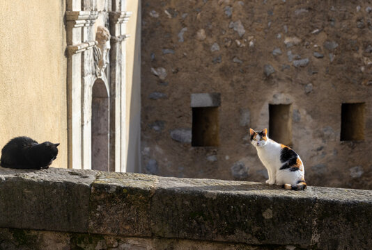 Calico cat sits on a stone ledge in front of a statue at Entrevaux Cathedral.