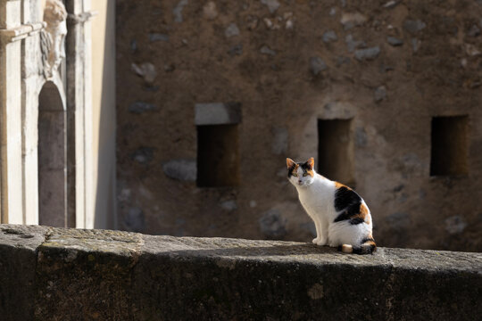 Calico cat sits on a stone ledge in front of a statue at Entrevaux Cathedral.