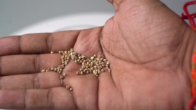 Close-up of human palm holding handful of dry coriander seeds Coriandrum sativum, spice and herb concept in bright daylight