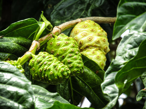 Fresh noni fruits on tree &mdash; Morinda citrifolia, green and ripening yellow