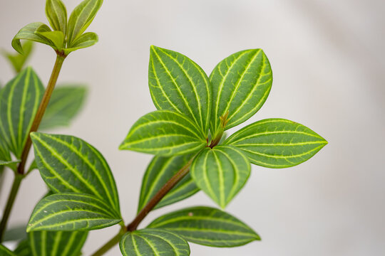 Close-up of Peperomia tetragona, a popular ornamental houseplant with elongated green leaves, bright parallel veins and distinctive striped foliage.