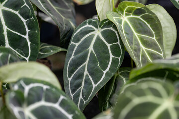 Close-up of Anthurium crystallinum, a popular tropical houseplant with dark green velvet leaves, distinctive white veins, heart-shaped foliage and a striking botanical texture. © fabrizio