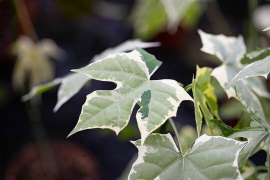 Cnidoscolus aconitifolius var. variegatus with distinctive palmate foliage, deeply lobed green leaves and striking cream-white variegation against a softly blurred background.