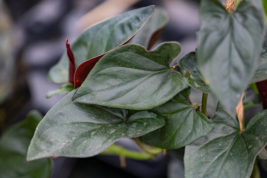 Close-up of Syngonium erythrophyllum 'Red Arrow', showing its distinctive arrow-shaped green leaves, reddish tones, pronounced veins and textured surface.