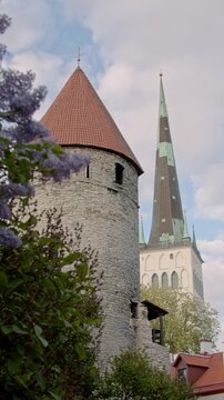 Vertical 4K video of Tallinn Old Town, Estonia, featuring a medieval limestone defense tower framed by blooming lilac bushes and the soaring spire of St. Olaf&rsquo;s Church. Spring cityscape.