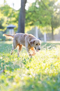 Golden retriever runs on grass in a park during the day near trees and other plants with sunlight shining through