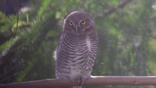 Jungle Owlet sitting on tree in wind
