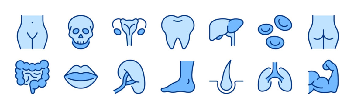 Anatomy filled icon set. Human Body Parts, Internal Organs, Anatomical Structures, Medical concept. Blue vector icons collection.