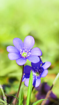 Close up of blue liverleaf flower blooming in forest captured in a vertical snapshot, wild purple hepatica nobilis blossom above blurry green grass. Serene spring nature background
