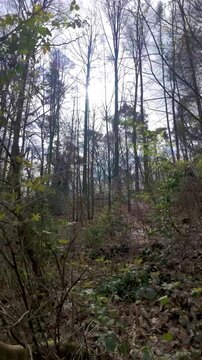 Cinematic POV Shot Moving Backward Through a Sunlit Forest Wilderness in Early Spring.