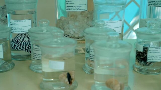 Thousands of clear glass jars with signed white labels containing embalmed fish, marine animals and others artifacts standing in the shelves. Shot in motion