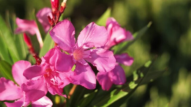 Video of blooming pink oleander (Nerium oleander) with delicate flowers, elongated green leaves, and developing buds