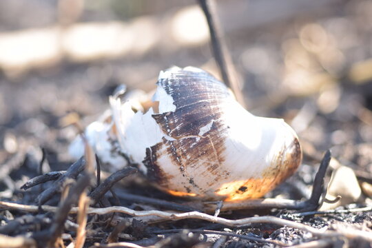 Close up of a broken burnt snail shell lying on charred ground after a forest fire.