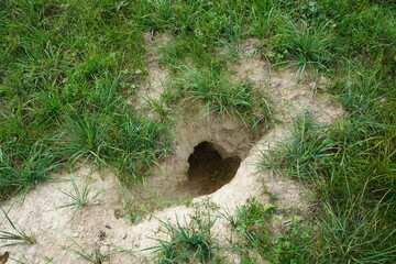 A badger sett (also known as a Bau or Erdbaue) is the underground tunnel system inhabited by the European badger. Location: near Gundelshausen, Bavaria, Germany. © guentermanaus