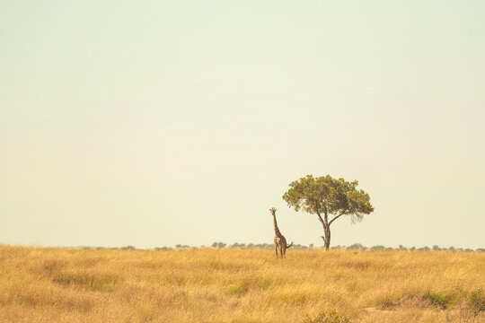 Distant view of a Giraffe standing by a lone tree in the African bush, Kenya