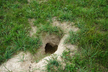 A badger sett (also known as a Bau or Erdbaue) is the underground tunnel system inhabited by the European badger. Location: near Gundelshausen, Bavaria, Germany. © guentermanaus