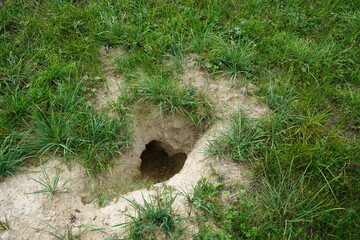 A badger sett (also known as a Bau or Erdbaue) is the underground tunnel system inhabited by the European badger. Location: near Gundelshausen, Bavaria, Germany. © guentermanaus