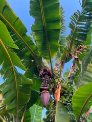 banana tree © Kukuh