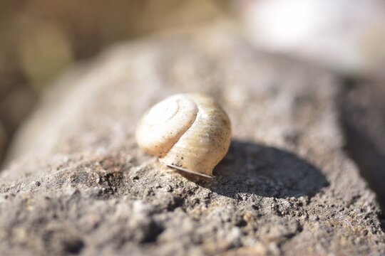 Macro shot of a small white snail shell resting on a rough stone surface in sunlight.