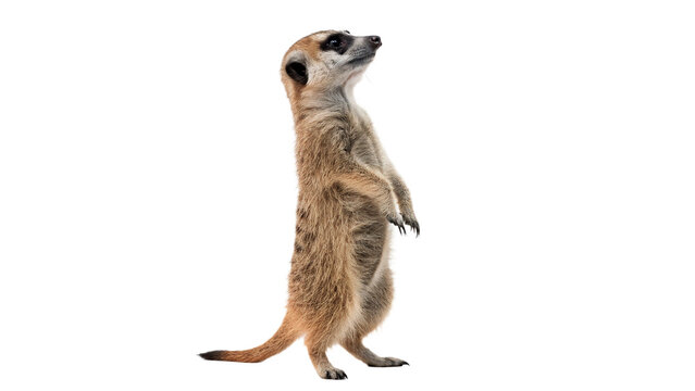 Wild meerkat suricate standing upright looking left isolated on transparent background