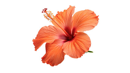 Beautiful single bright orange hibiscus tropical flower isolated on transparent background © Harry