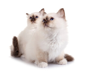 birman kitten in studio © cynoclub