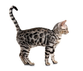 bengal kitten in studio © cynoclub