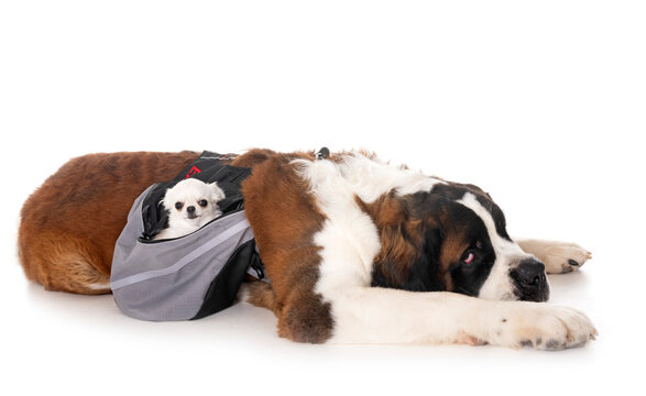 saint bernard and chihuahua