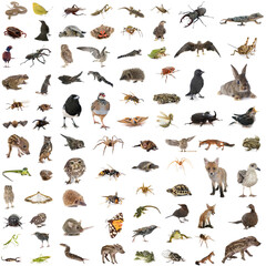 Fototapeta premium european wildlife in studio