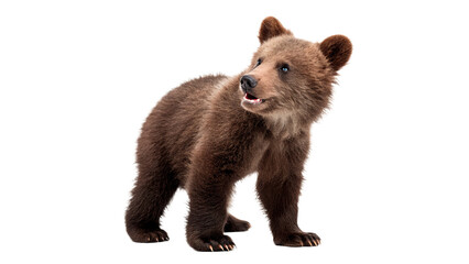 Small young brown grizzly bear cub standing wildlife isolated on transparent background © Olivia Wilson