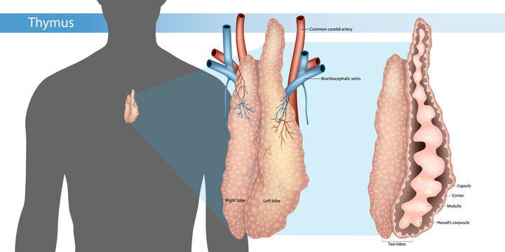 Detailed anatomical illustration of the human thymus gland showing its location in the upper chest, paired lobes, blood vessels, capsule, cortex, medulla, and Hassall&rsquo;s corpuscles. 
