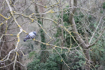 Fototapeta premium bird on a tree