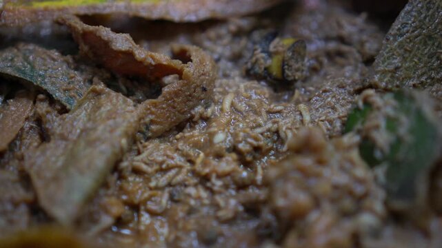 Close-up of small maggot larvae feeding on organic waste or compost material