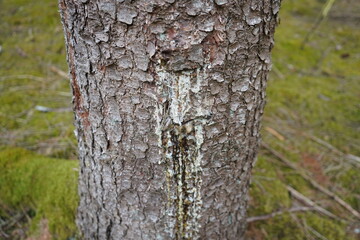Fototapeta premium Resin oozing from a spruce trunk. Gundelshausen – Bavaria, Germany.