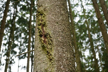 Fototapeta premium Resin oozing from a spruce trunk. Gundelshausen – Bavaria, Germany.