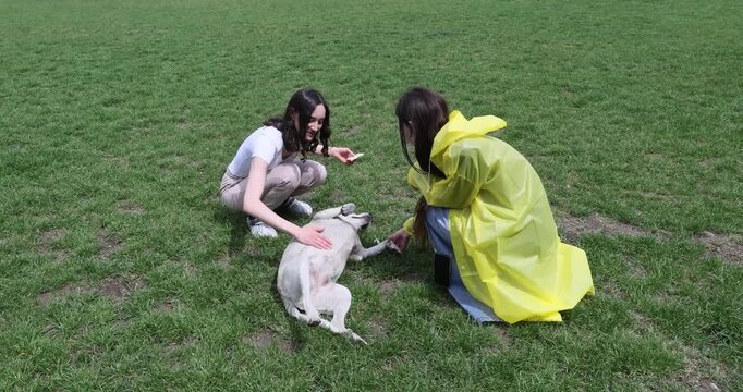 Young brunette women play with friendly dog on lush lawn grass at sunlight. Cheerful females scratch adorable puppy lying on back in spring park