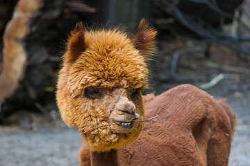 Fototapeta premium Curious Alpaca Portrait with Rustic Charm - Nature's Unique Grazers for Animal Lovers